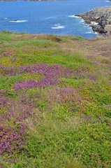 Bruyères (Calluna vulgaris), Brittany, France