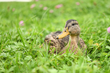 Duck in the field