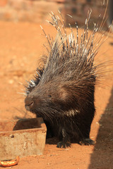The Cape porcupine (Hystrix africaeaustralis) or South African porcupine