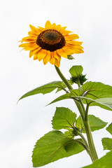 Riesige gelbe Sonnenblume bietet Nahrung und Nektar für Bienen und Hummeln, Sonnenblumenkerne und Honig für Bienenzüchter und Pflanzenliebhaber