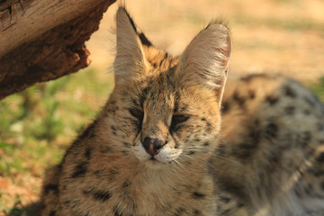 Serval {Felis serval} 