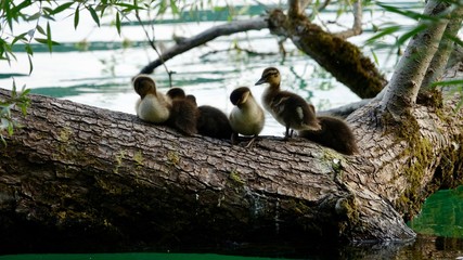 Entenküken auf Baumast sitzend am See