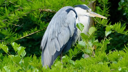 Graureiher im Baum sitzend