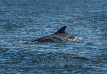 Mother And Newborn Baby Bottlenose Dolphin During A Salmon Hunting Lesson At The Moray Firth Near...