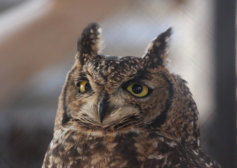 Spotted eagle owl (Bubo africanus)