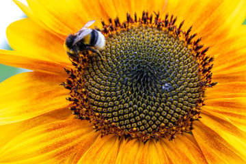 Riesige gelbe Sonnenblume bietet Nahrung und Nektar für Bienen und Hummeln, Sonnenblumenkerne und...