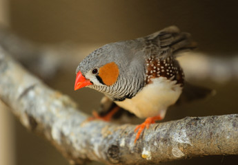 The zebra finch Taeniopygia guttata - portrait of a male