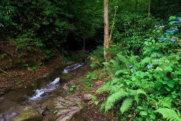 river flows from the mountains. tropics