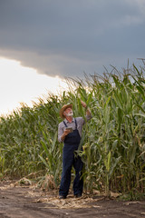 Naklejka na ściany i meble Farmer in corn field in summer