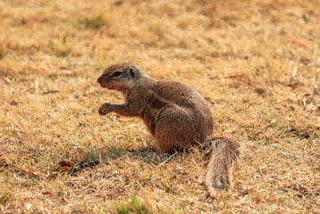 Naklejka na ściany i meble The Cape ground squirrel (Xerus inauris) sitting in a meadow