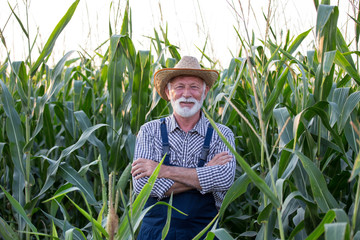Old farmer with crossed arms in corn field © Budimir Jevtic