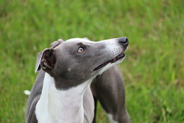 beautiful whippet is standing in the garden and looking up to the human