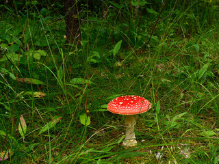 photo beautiful mushroom