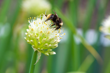 Bumblebee on Spring Garden. Red-tailed black bumblebee collecting pollen from spring onion flower