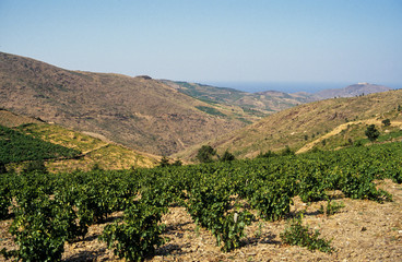 Fototapeta na wymiar vignoble, appellation d'origine controlée, Banyuls, 66, Pyrénées Orientales