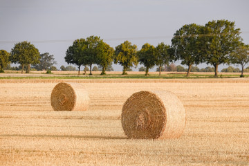 pressed straw bales on a field