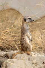 Suricata gracioso, animal en el zoo, timon 