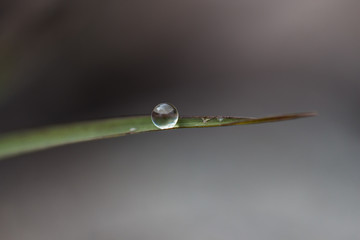 Water Droplet on Single Blade of Grass