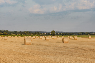 pressed straw bales on a field