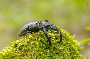 big stag beetle in green mossy maple forest