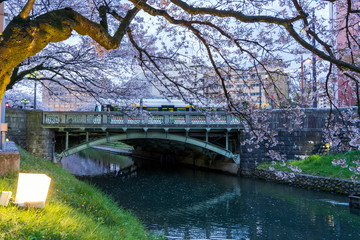富山　松川べりの夜桜