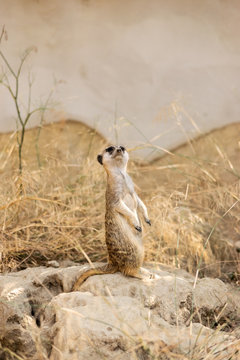 Suricata gracioso, animal en el zoo, timon 