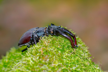 big stag beetle in green mossy maple forest