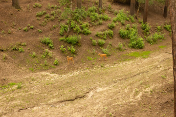 Deer with and without horns in nature. mammals eat leaves of trees. Animals at the zoo