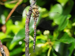 Common hawker dragonfly