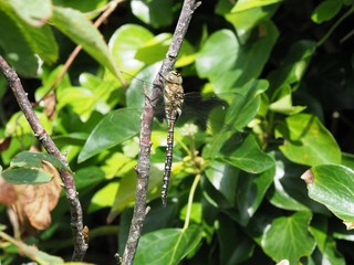 Common hawker dragonfly