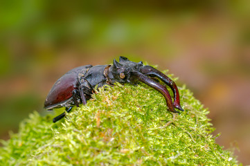 big stag beetle in green mossy maple forest