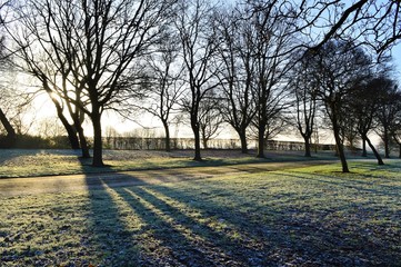 A frosty Winter landscape in the park.