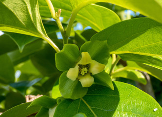 Obraz premium Persimmon flower on the tree , close up
