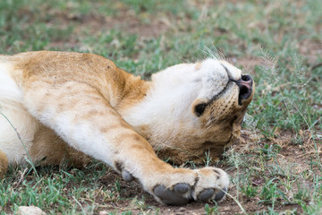 Close-up of content lioness, relaxing and dozing in the shade, Serengeti National Park, Tanzania, Africa.