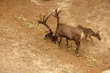 Deer with and without horns in nature. mammals eat leaves of trees. Animals at the zoo