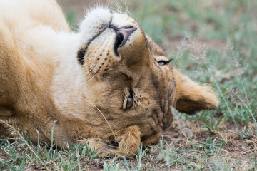 Close-up of content lioness, relaxing and dozing in the shade, Serengeti National Park, Tanzania, Africa.