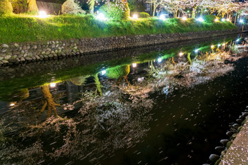 富山　松川べりの夜桜