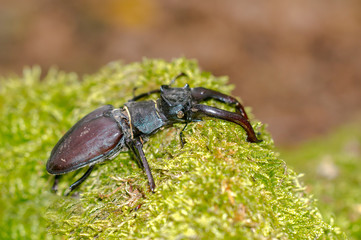 big stag beetle in green mossy maple forest