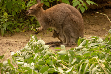 Kangaroo with baby in the zoo. Kangaroo is in captivity. Animals locked up.