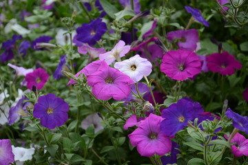 Fototapeta premium purple flowers in the garden