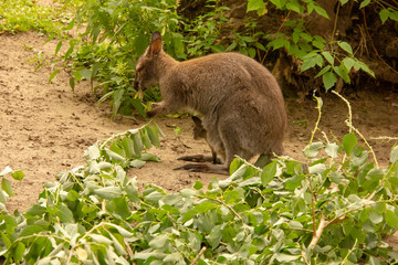 Kangaroo with baby in the zoo. Kangaroo is in captivity. Animals locked up.