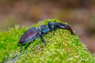 big stag beetle in green mossy maple forest
