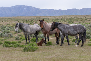 Wild Horses in the Utah Desert in Spring