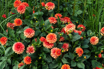 Rot-weiß blühende Dahlien © Eberhard Spaeth