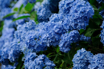 Close-up of lush bush of hydrangea flowers