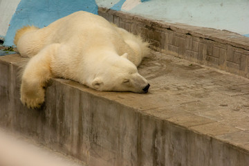 polar bear in captivity. bear sleeps on his belly in a zoo.