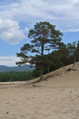 Fototapeta premium tree on the beach