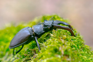 big stag beetle in green mossy maple forest