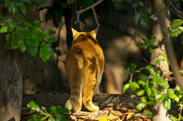 野良猫の後ろ姿