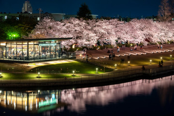 夜桜　富岩運河環水公園 © Nature K Photostudio